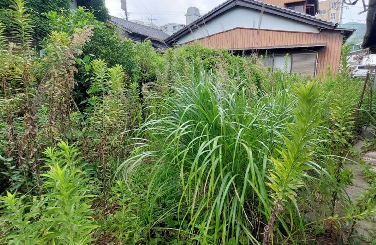 草刈りを業者に任せてストレスから解放されませんか？・草刈り剪定専門業者エコボスコ合同会社（行橋市）