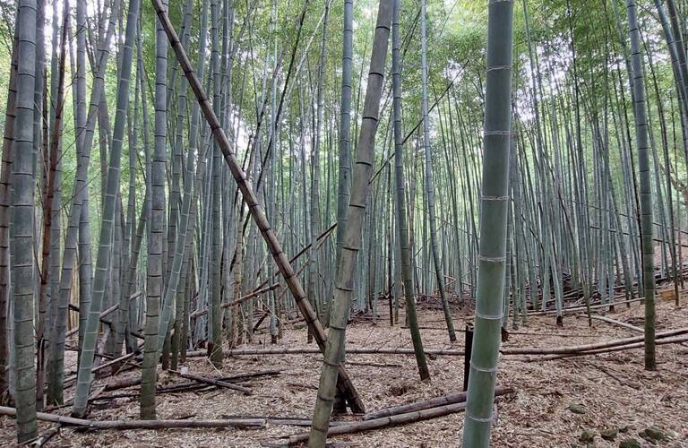竹林整備を怠ると大変な事になりかねません、竹林伐採は行橋市の業者エコボスコにお任せ・エコボスコ合同会社