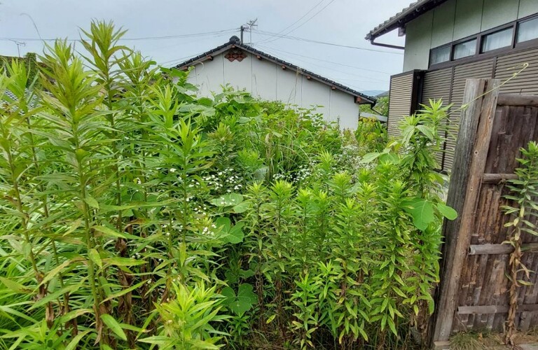 放置している空家のお庭や空き地、草刈り剪定を業者に任せてみませんか？・エコボスコ合同会社（行橋市）