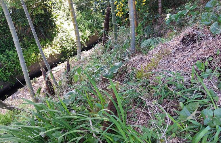 竹林整備及び伐採なら行橋市の業者エコボスコにお任せください・草刈り剪定専門業者エコボスコ合同会社（行橋市）