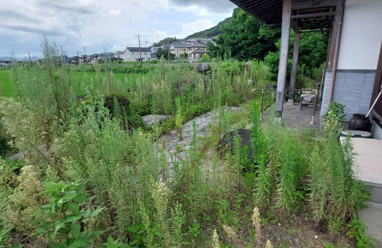 梅雨で勢いを増す雑草、面倒な除草作業を業者に任せてみませんか？・草刈り剪定専門業者エコボスコ合同会社（行橋市）