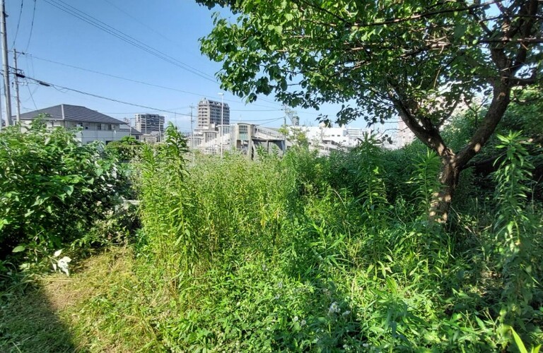 梅雨明け、そして台風シーズンです。お庭のお手入れはお済ですか？・草刈り剪定専門業者エコボスコ合同会社（行橋市）