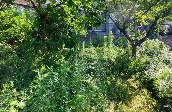 伸びすぎた木の剪定や伐採ならエコボスコにご依頼ください・草刈り剪定専門業者エコボスコ合同会社
