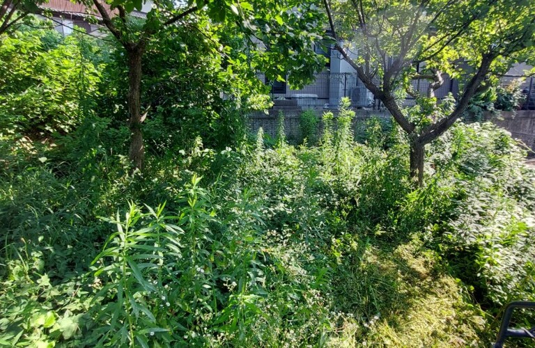 伸びすぎた木の剪定や伐採ならエコボスコにご依頼ください・草刈り剪定専門業者エコボスコ合同会社