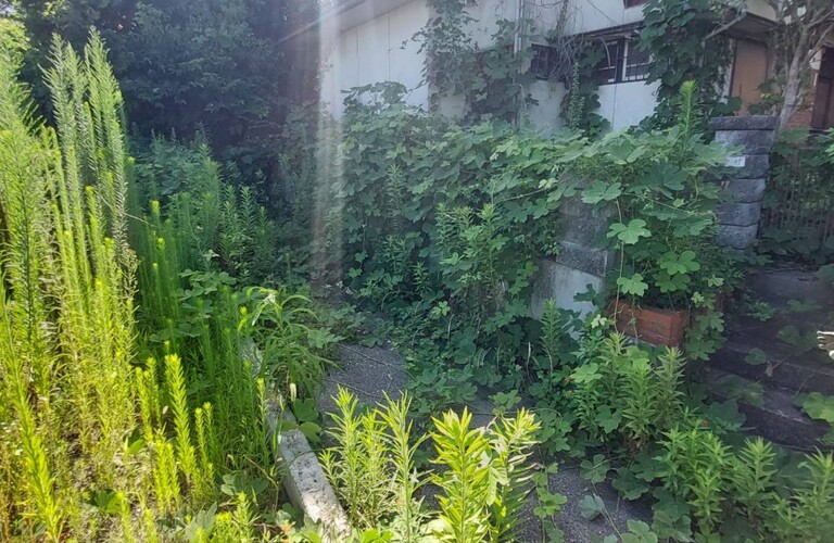 春はもうそこまで来ています。庭木のお手入れは草刈り剪定専門エコボスコ合同会社