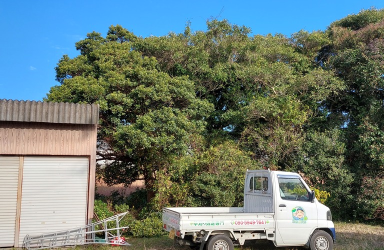 草刈り剪定に限らず木の伐採もご相談ください・行橋市の草刈り剪定専門エコボスコ合同会社