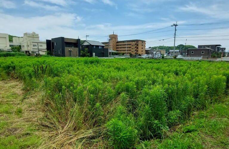 みやこ町をはじめ京築の草刈りはエコボスコみやこ店にご依頼ください！・エコボスコ合同会社