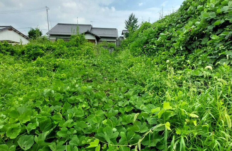 雑草対策でお悩みを抱えていませんか？剪定や伐採のご相談もお気軽にどうぞ！・エコボスコ合同会社（行橋市）