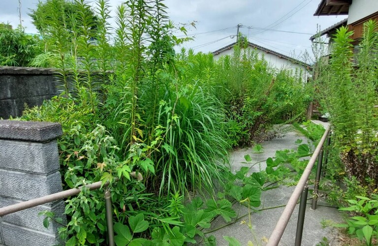 暑い時期の草刈り剪定作業から解放されませんか？お見積り無料です・草刈り剪定業者エコボスコ合同会社（行橋市）