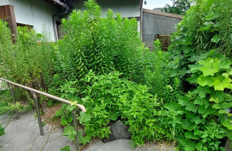 もう伸びてる！業者に任せて草刈り剪定から解放されませんか？・草刈り剪定専門業者エコボスコ合同会社（行橋市）