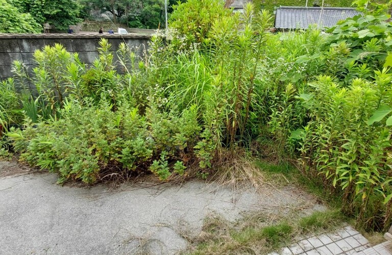 手を付けられない程伸びた草木もエコボスコにお任せください・京築の草刈り剪定業者エコボスコ合同会社（行橋市）